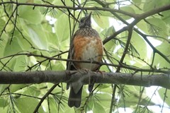 Turdus dissimilis