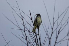 Spizixos semitorques