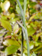 Thelymitra pulchella