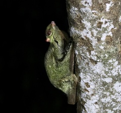Galeopterus variegatus