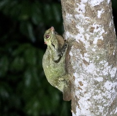 Galeopterus variegatus