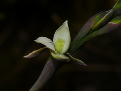 Thelymitra pulchella
