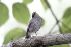 Phoenicurus fuliginosus