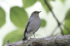 Phoenicurus fuliginosus