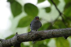 Phoenicurus fuliginosus