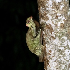 Galeopterus variegatus
