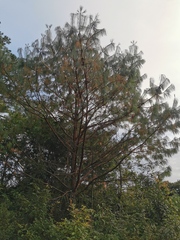 Pinus patula