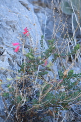 Penstemon baccharifolius