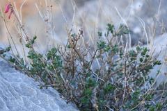 Penstemon baccharifolius