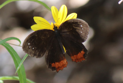 Gyrocheilus patrobas