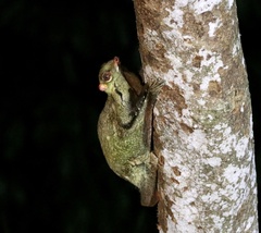 Galeopterus variegatus