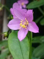 Phemeranthus rugospermus