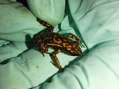 Epipedobates darwinwallacei