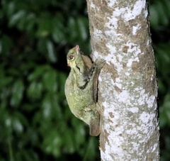 Galeopterus variegatus