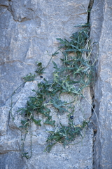 Passiflora tenuiloba