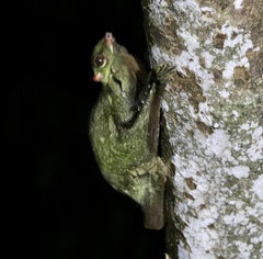 Galeopterus variegatus