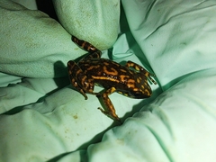 Epipedobates darwinwallacei