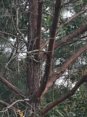 Pinus patula