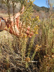 Ericameria ericoides