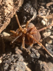 Gonyleptidae