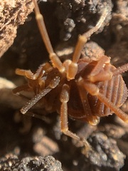 Gonyleptidae