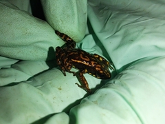 Epipedobates darwinwallacei