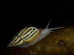 Drymaeus aequatorianus