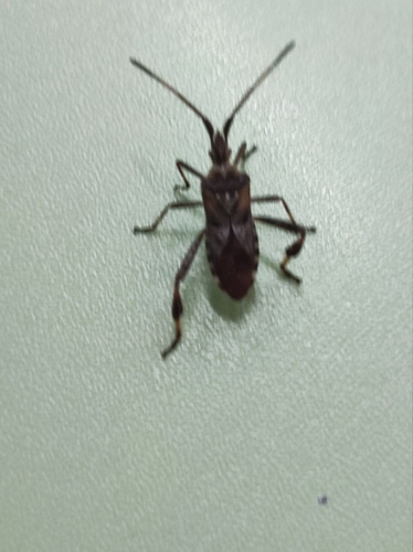 Western conifer seed bug