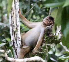 Macaca nemestrina