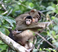 Macaca nemestrina