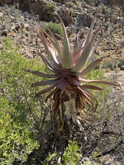 Aloe comosa