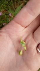 Impatiens glandulifera