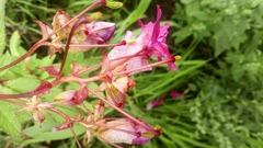 Impatiens glandulifera