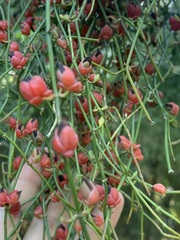 Ephedra triandra