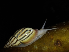 Drymaeus aequatorianus