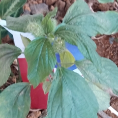 Acalypha alopecuroidea