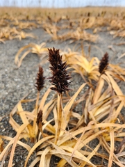 Carex macrocephala