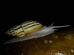 Drymaeus aequatorianus