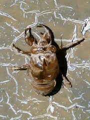 Neotibicen canicularis