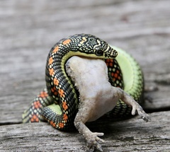 Chrysopelea paradisi