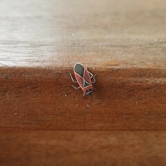 Neacoryphus bicrucis