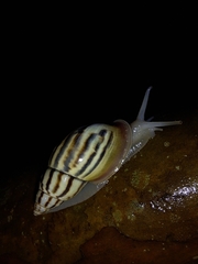 Drymaeus aequatorianus