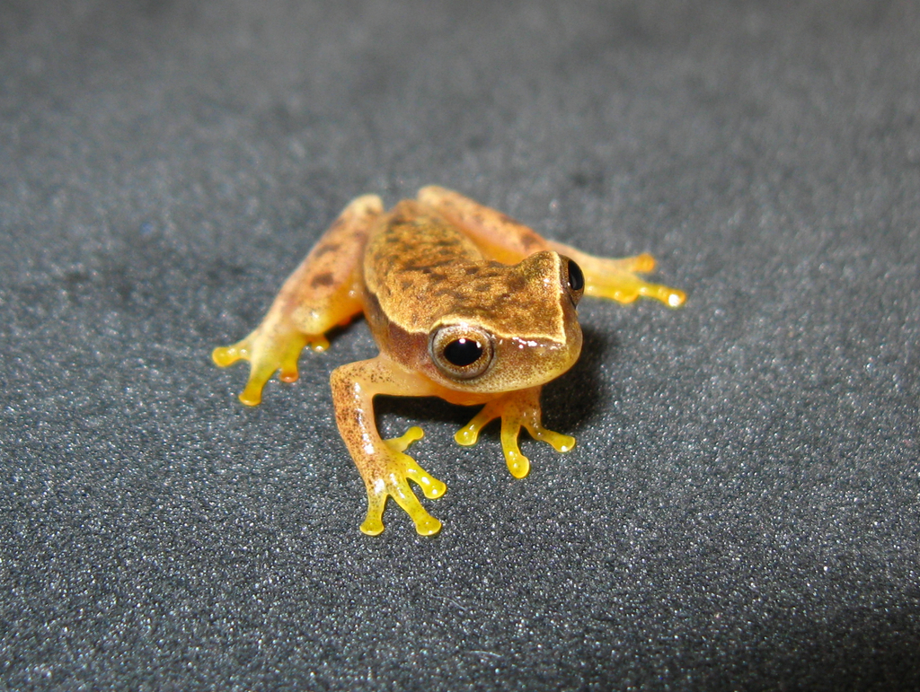 Dendropsophus mathiassoni (Anfibios de (Amphibians of) Sabanalarga