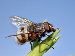 Entomophthora muscae