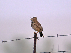 Galerida magnirostris
