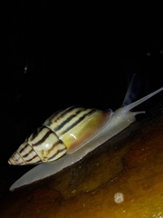 Drymaeus aequatorianus