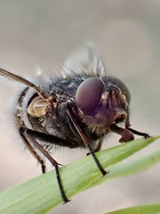 Entomophthora muscae