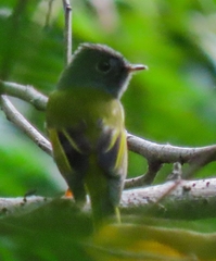 Culicicapa ceylonensis