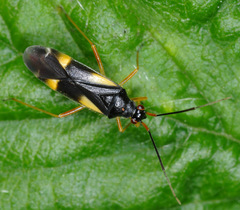 Dryophilocoris flavoquadrimaculatus
