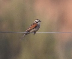 Emberiza capensis